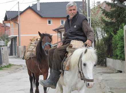 konji u centru Vranja